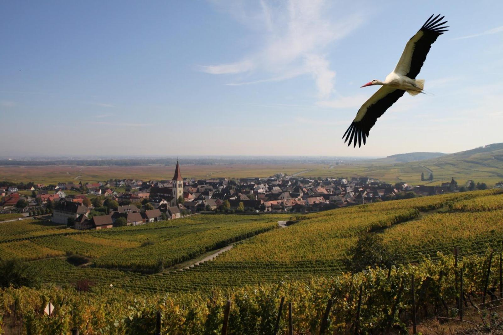 أمرشفير Les Chambres Du Vignoble المظهر الخارجي الصورة